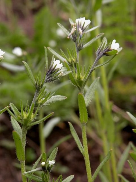 http://www.biopix.com/field-gromwell-corn-gromwell-lithospermum-arvense_photo-10903.aspx