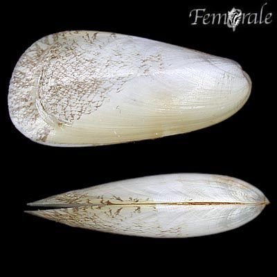http://www.femorale.com/shellphotos/detail.asp?species=Amygdalum%20sagittatum%20Rehder,%201934