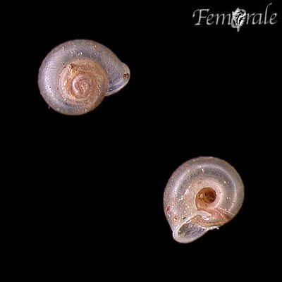 http://www.femorale.com/shellphotos/detail.asp?species=Vallonia%20pulchella%20(Muller,%201774)