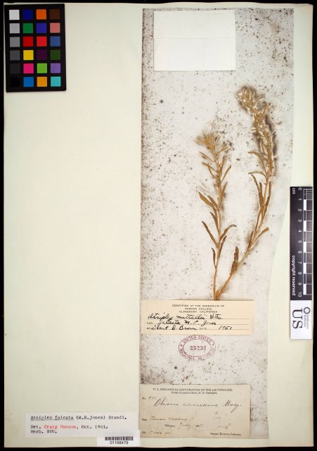 http://collections.mnh.si.edu/search/botany/?irn=10625406