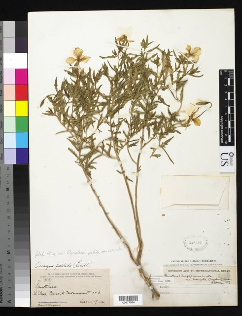 http://collections.mnh.si.edu/services/media.php?env=botany&irn=10282951