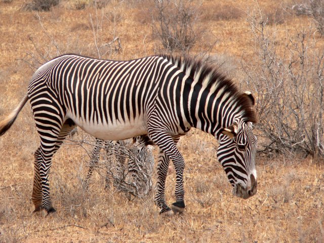 http://commons.wikimedia.org/wiki/File:Equus_grevyi_mare_Kenya.jpg