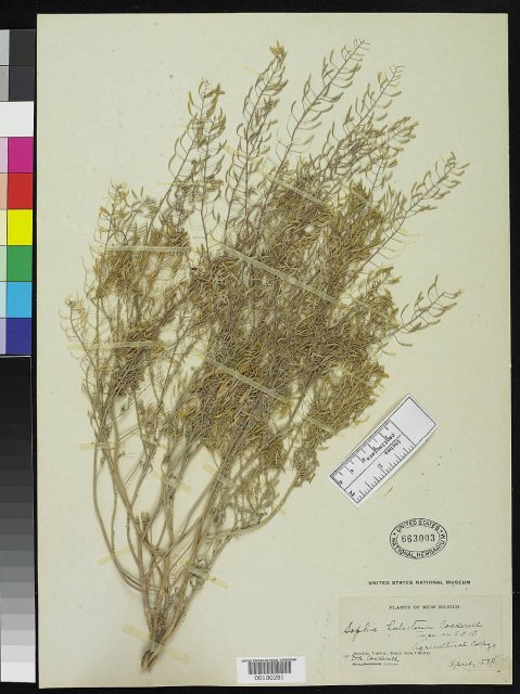 http://collections.mnh.si.edu/search/botany/?irn=2143726