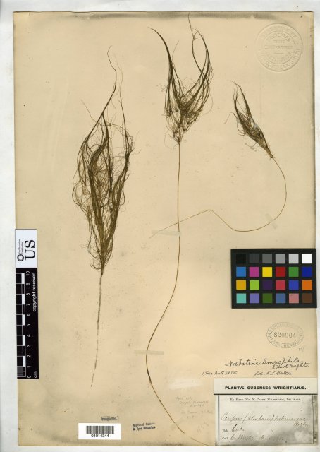 http://collections.mnh.si.edu/search/botany/?irn=10087437
