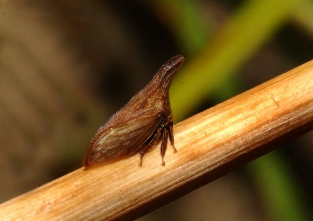 http://animaldiversity.ummz.umich.edu/collections/contributors/phil_myers/hemiptera/leafhopper/