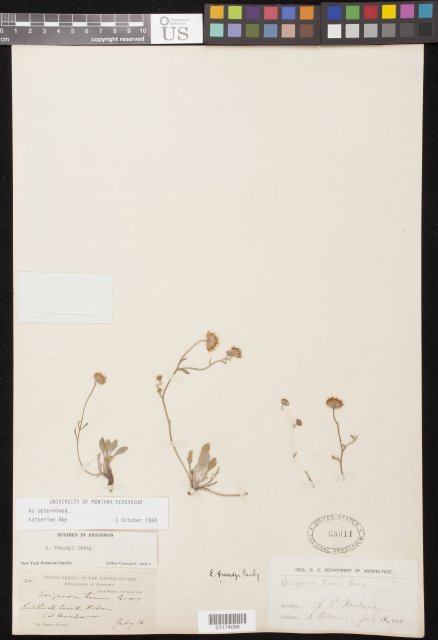 http://collections.mnh.si.edu/search/botany/?irn=10801194