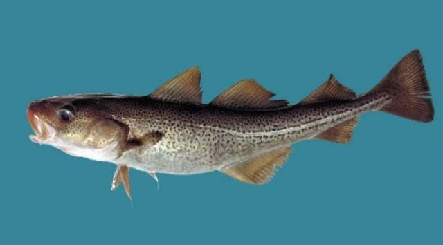 http://images.marinespecies.org/resized/40141_gadus-morhua.jpg