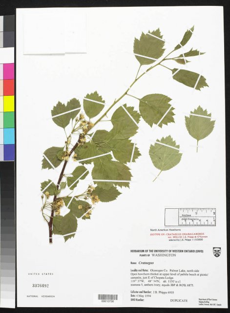 http://collections.mnh.si.edu/search/botany/?irn=10077830