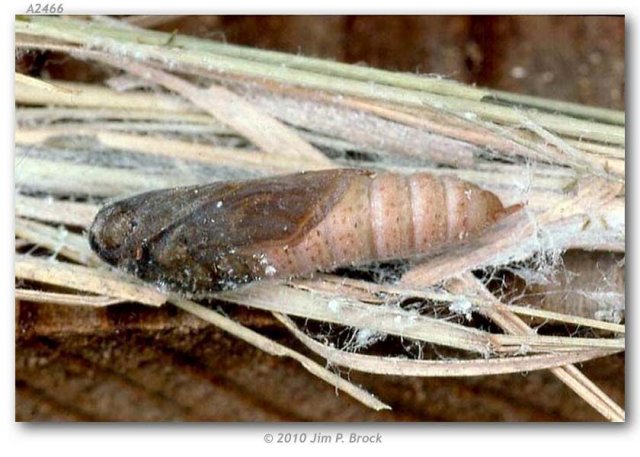 http://butterfliesofamerica.com/images/Hesperiidae/Hesperiinae/Hesperia_juba/Hesperia_juba_pupa_Chimney_Creek_Tulare_Co_CA_July_2000_JPB.jpg