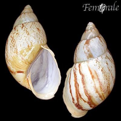 http://www.femorale.com/shellphotos/detail.asp?species=Auris%20sp.%205041