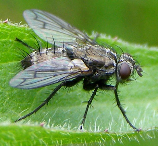 http://commons.wikimedia.org/wiki/File:Diptera-Tachinidae-Ramonda-spathulata-201205160180.JPG