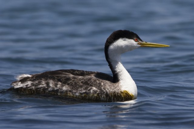 http://commons.wikimedia.org/wiki/File:Western_Grebe_2.jpg