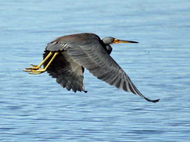 http://commons.wikimedia.org/wiki/File:Tricolored_Heron_(Egretta_tricolor)_RWD5.jpg