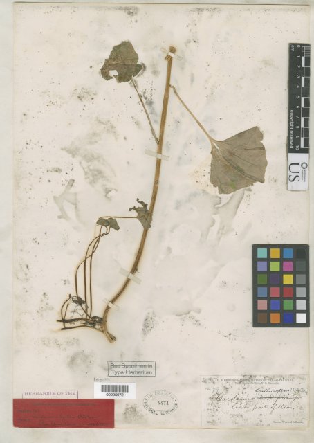 http://collections.mnh.si.edu/services/media.php?env=botany&irn=10139597