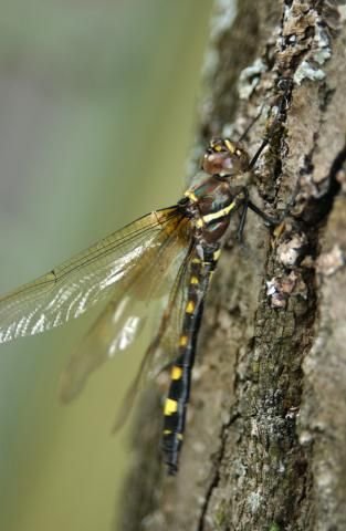 http://animaldiversity.ummz.umich.edu/site/resources/phil_myers/odonata/Macromiidae/Macromia_illinoiensis0471.jpg/medium.jpg