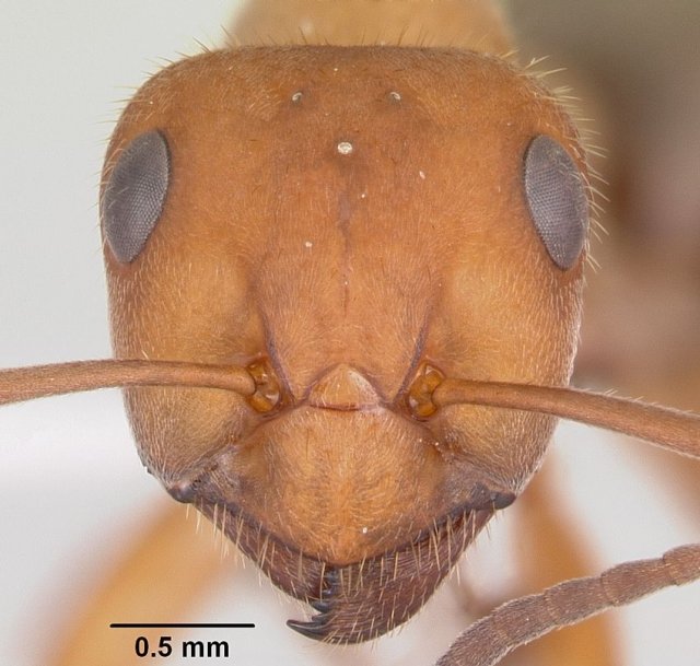 http://www.antweb.org/description.do?genus=formica&name=coloradensis&rank=species