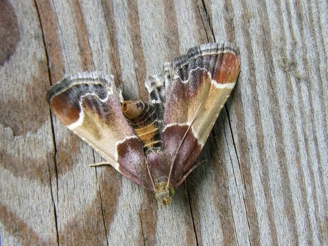 http://www.biopix.com/meal-moth-pyralis-farinalis_photo-14072.aspx