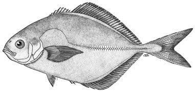 http://collections.mnh.si.edu/search/fishes/?irn=5041331