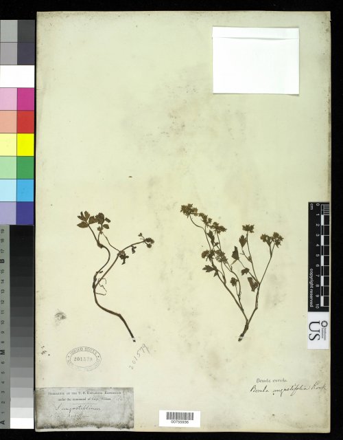 http://collections.mnh.si.edu/services/media.php?env=botany&irn=10214568