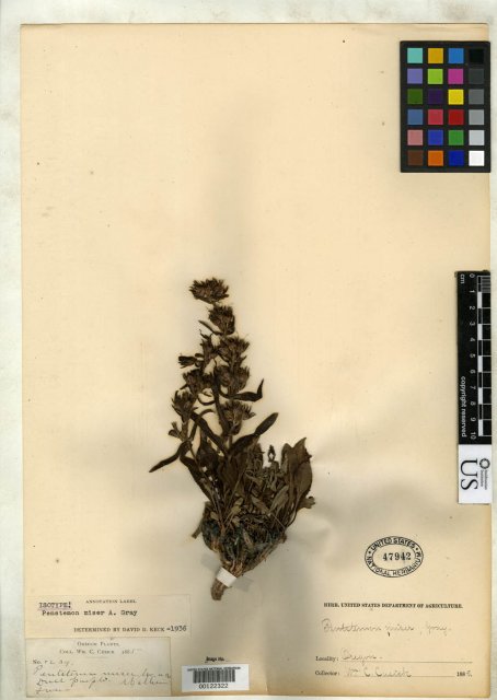 http://collections.mnh.si.edu/search/botany/?irn=2094250