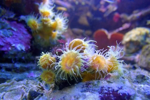 http://www.biopix.com/sun-coral-tubastrea-aurea_photo-101203.aspx
