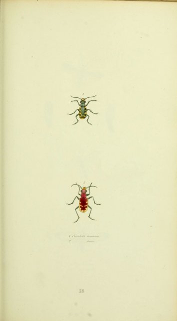 https://www.flickr.com/photos/biodivlibrary/6026026255/