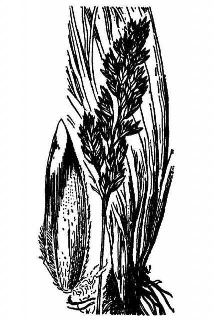 http://plants.usda.gov/java/largeImage?imageID=popa3_001_avd.tif