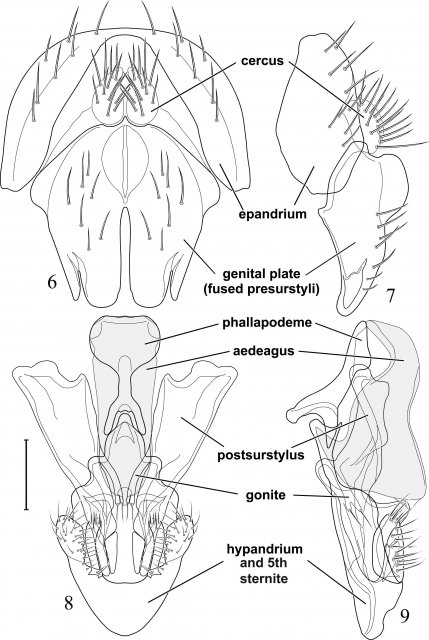 http://diptera.myspecies.info/file/510