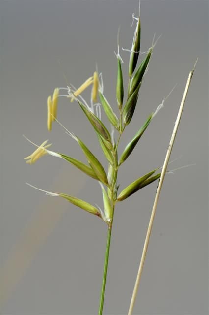 http://www.biopix.com/annual-vernal-grass-anthoxanthum-aristatum_photo-111698.aspx