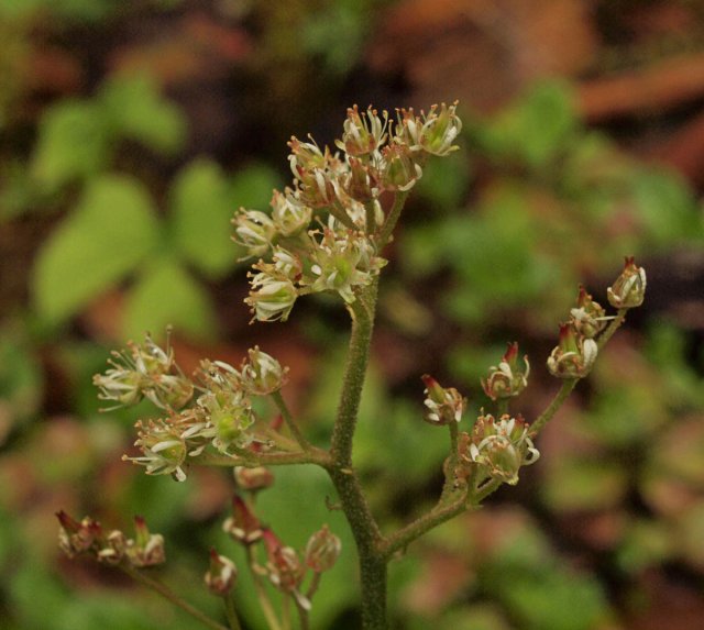 http://www.inaturalist.org/photos/1500477