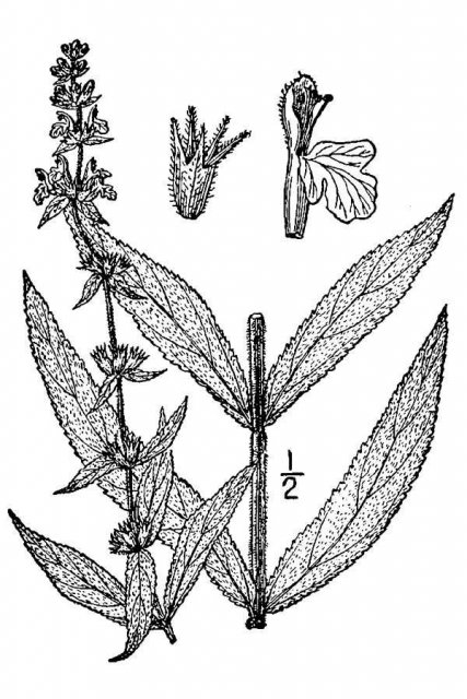 http://plants.usda.gov/java/largeImage?imageID=star5_001_avd.tif