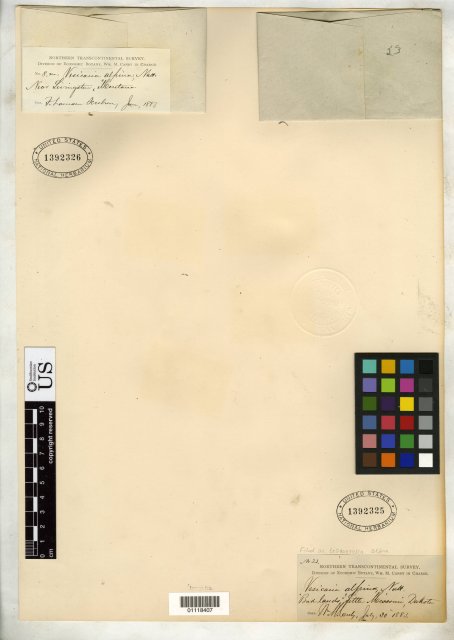 http://collections.mnh.si.edu/search/botany/?irn=10394129