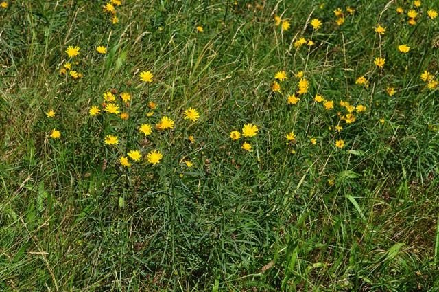 http://www.biopix.com/leafy-hawkweed-hieracium-umbellatum_photo-100442.aspx