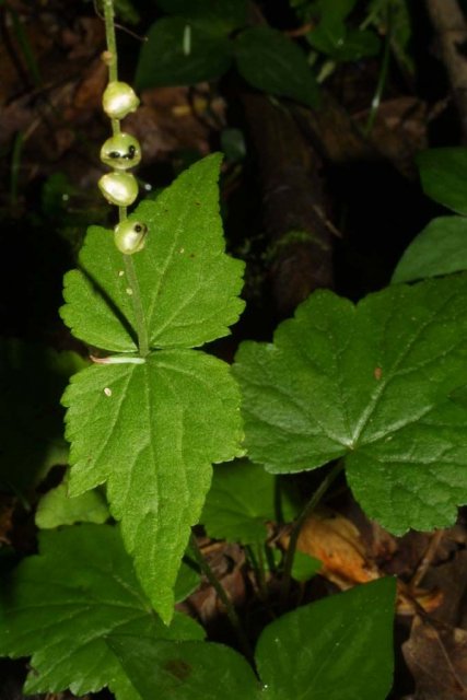 http://bioimages.vanderbilt.edu/gq/baskauf/gmidi3-lfstem26408.jpg