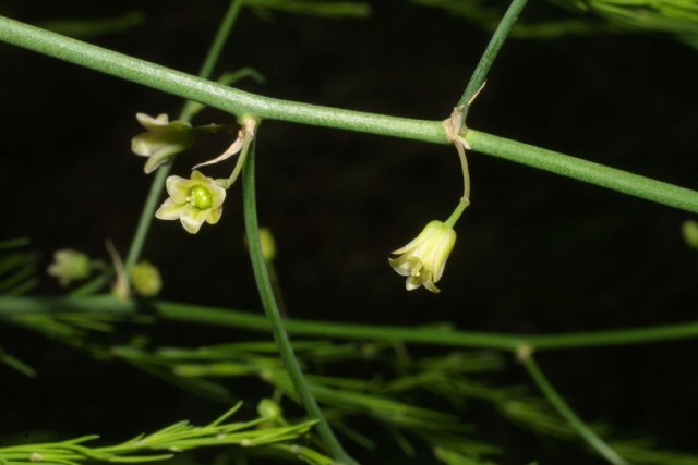 http://bioimages.vanderbilt.edu/baskauf/35270