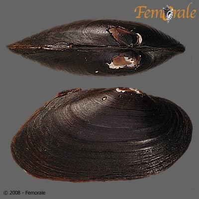 http://www.femorale.com/shellphotos/detail.asp?species=Margaritifera%20falcata%20(Gould,%201850)