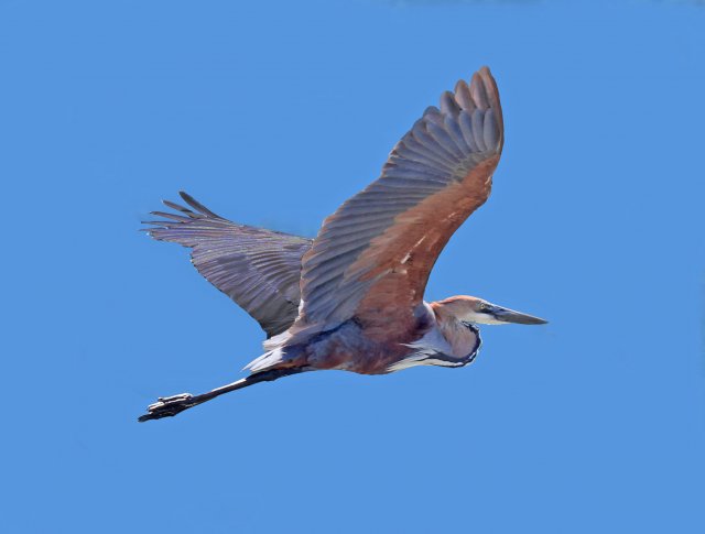 http://commons.wikimedia.org/wiki/File:Goliath_Heron_RWD4.jpg