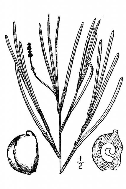 http://plants.usda.gov/java/largeImage?imageID=poin20_001_avd.tif