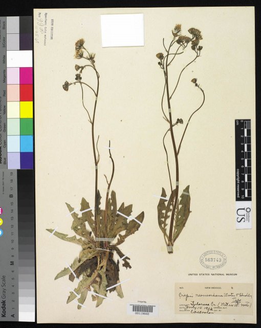 http://collections.mnh.si.edu/search/botany/?irn=2131294