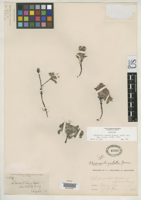 http://collections.mnh.si.edu/search/botany/?irn=2095629