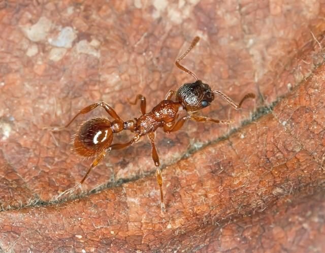 http://www.biopix.com/myrmica-rubra_photo-80916.aspx