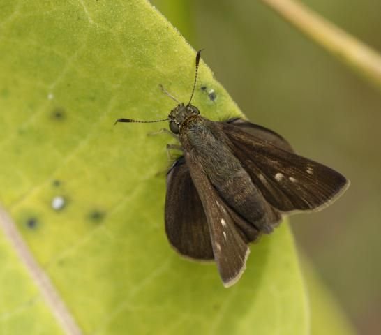 http://animaldiversity.ummz.umich.edu/site/resources/phil_myers/lepidoptera/Hesperiidae_A-L/Euphyes4447.jpg/medium.jpg