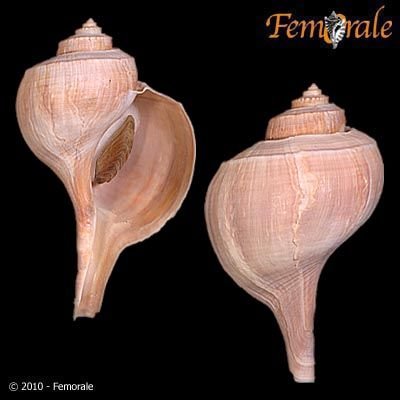 http://www.femorale.com/shellphotos/detail.asp?species=Busycotypus%20canaliculatum%20(L.,%201758)