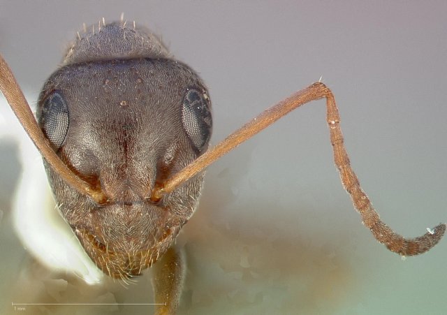 http://www.antweb.org/description.do?genus=formica&name=canadensis&rank=species