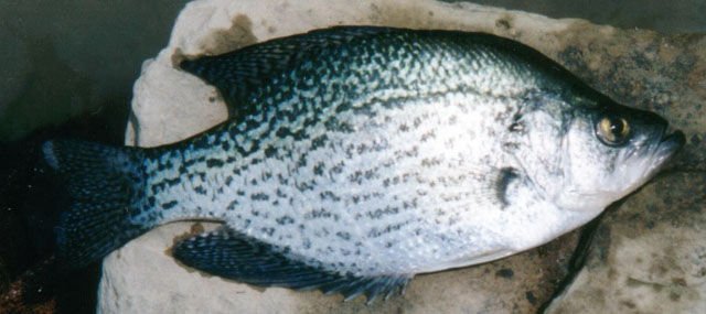 The Black Crappie (Pomoxis Nigromaculatus) - Smith Creek Fish Farm