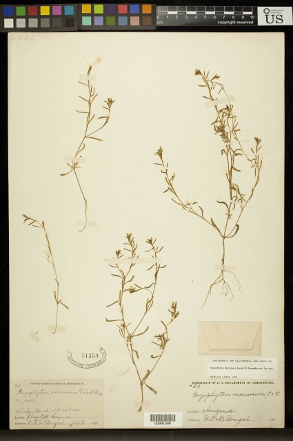 http://collections.mnh.si.edu/search/botany/?irn=10136970
