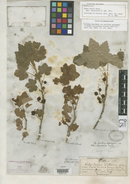 http://collections.mnh.si.edu/search/botany/?irn=2167691