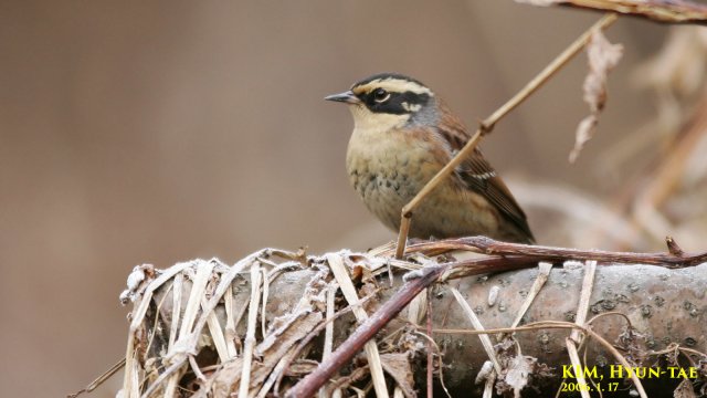 http://www.inaturalist.org/photos/1548007