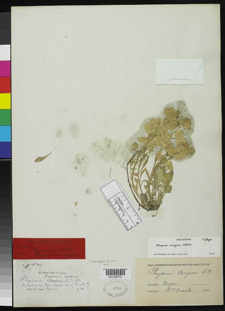 http://collections.mnh.si.edu/search/botany/?irn=2153464