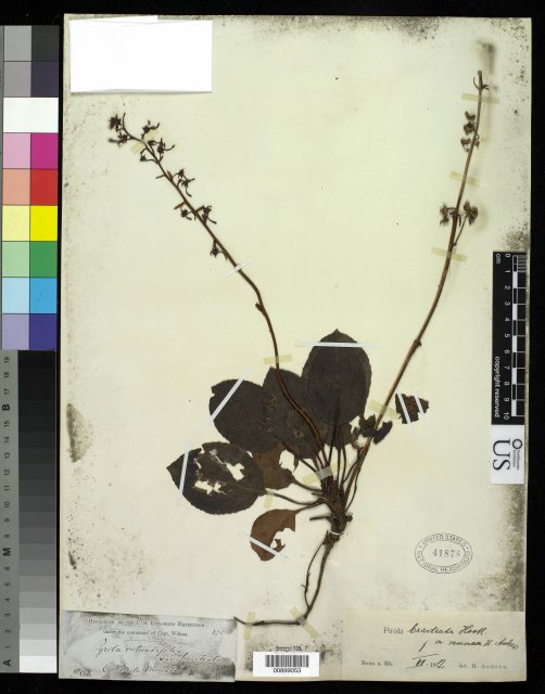 http://collections.mnh.si.edu/search/botany/?irn=10061685